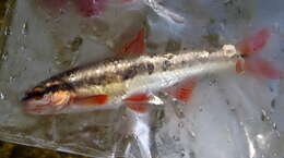 Image of Duskystripe shiner