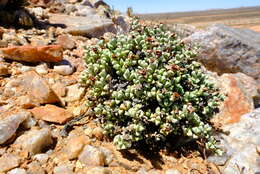 Imagem de Schlechteranthus albiflorus (L. Bol.) Klak