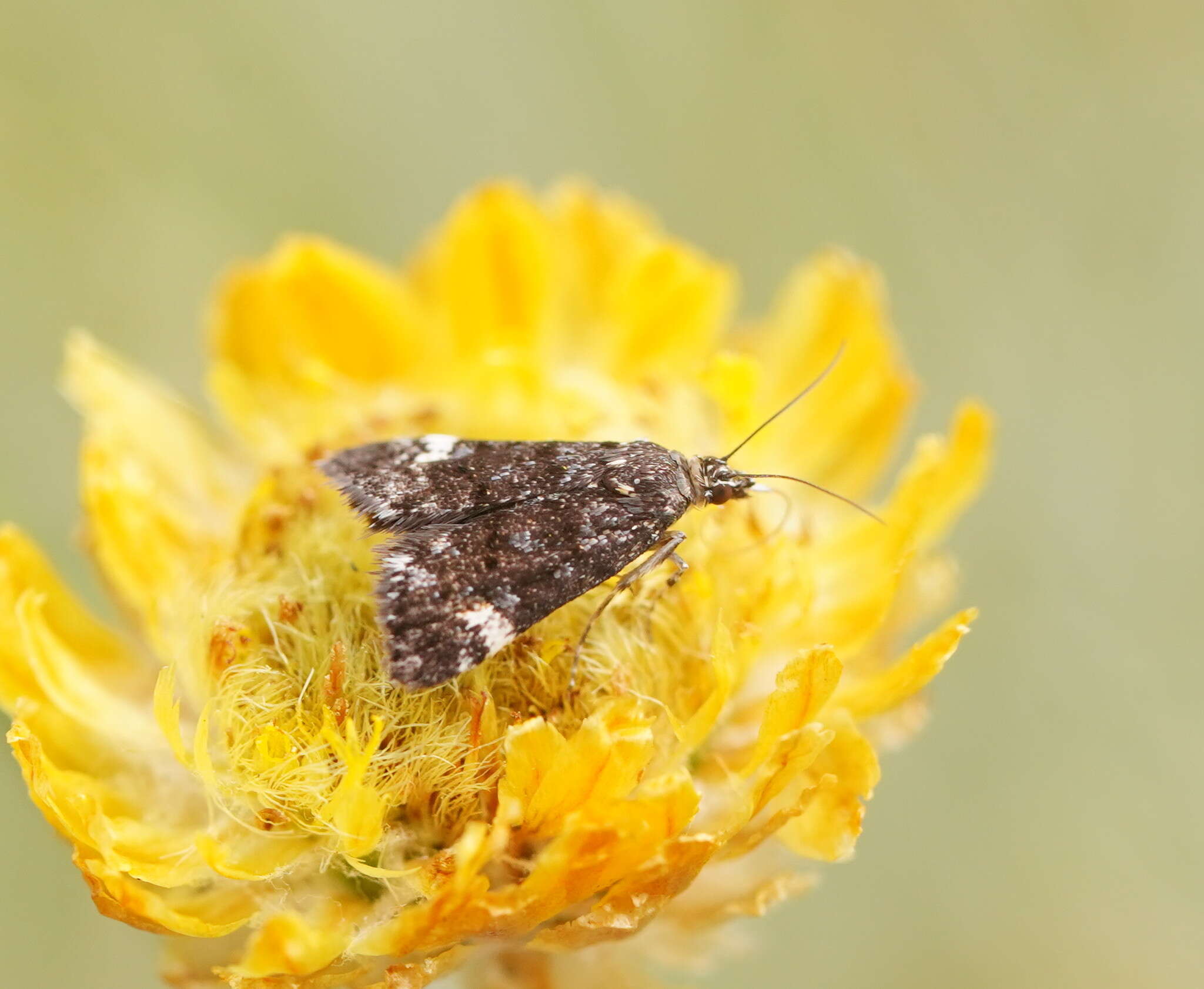 Image de Heliothela ophideresana Walker 1863