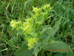 Inula thapsoides (M. Bieb.) Spreng. resmi