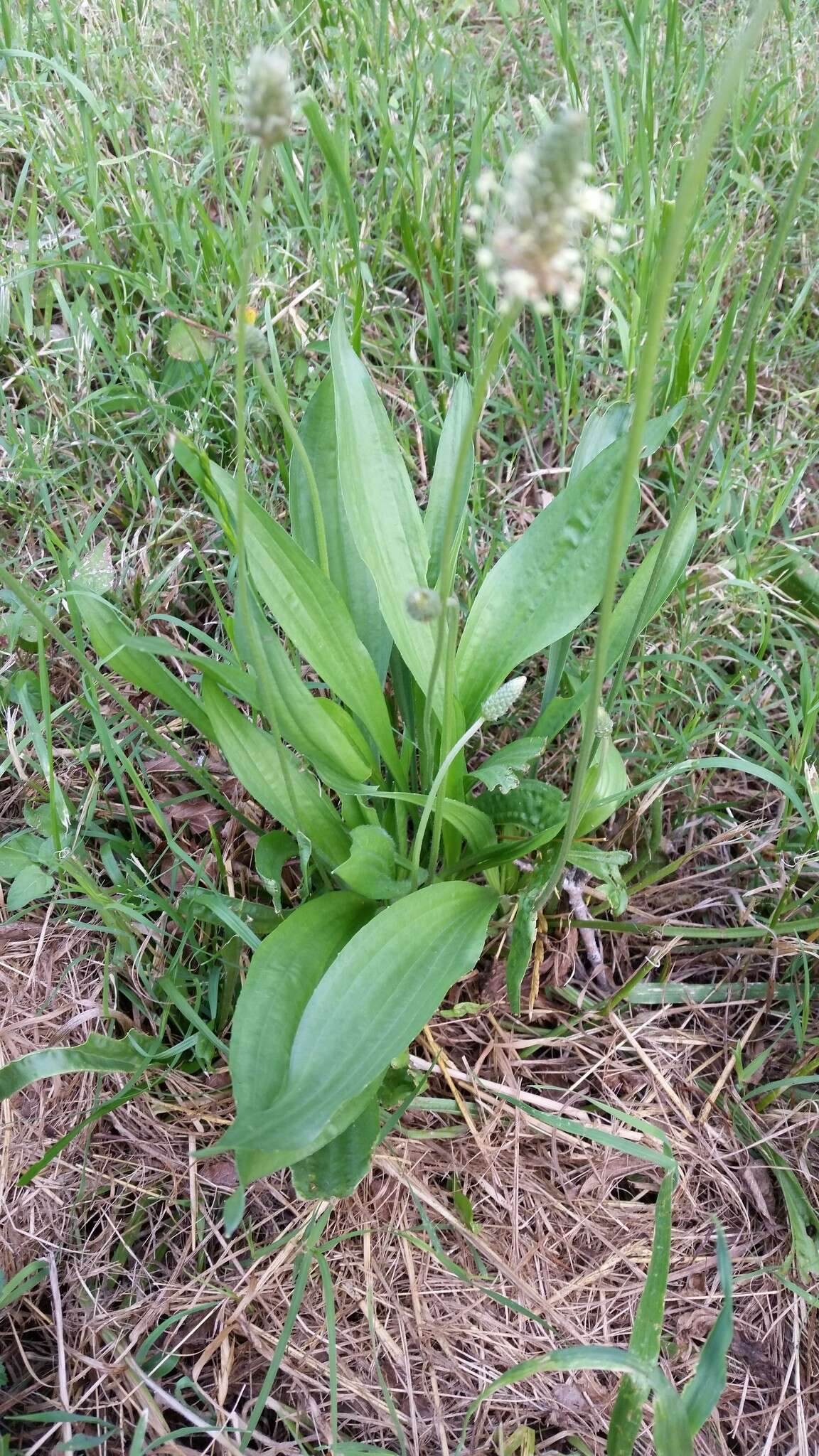 Image of Ribwort Plantain