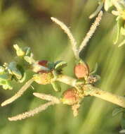 Image de Nenax microphylla (Sond.) Salter