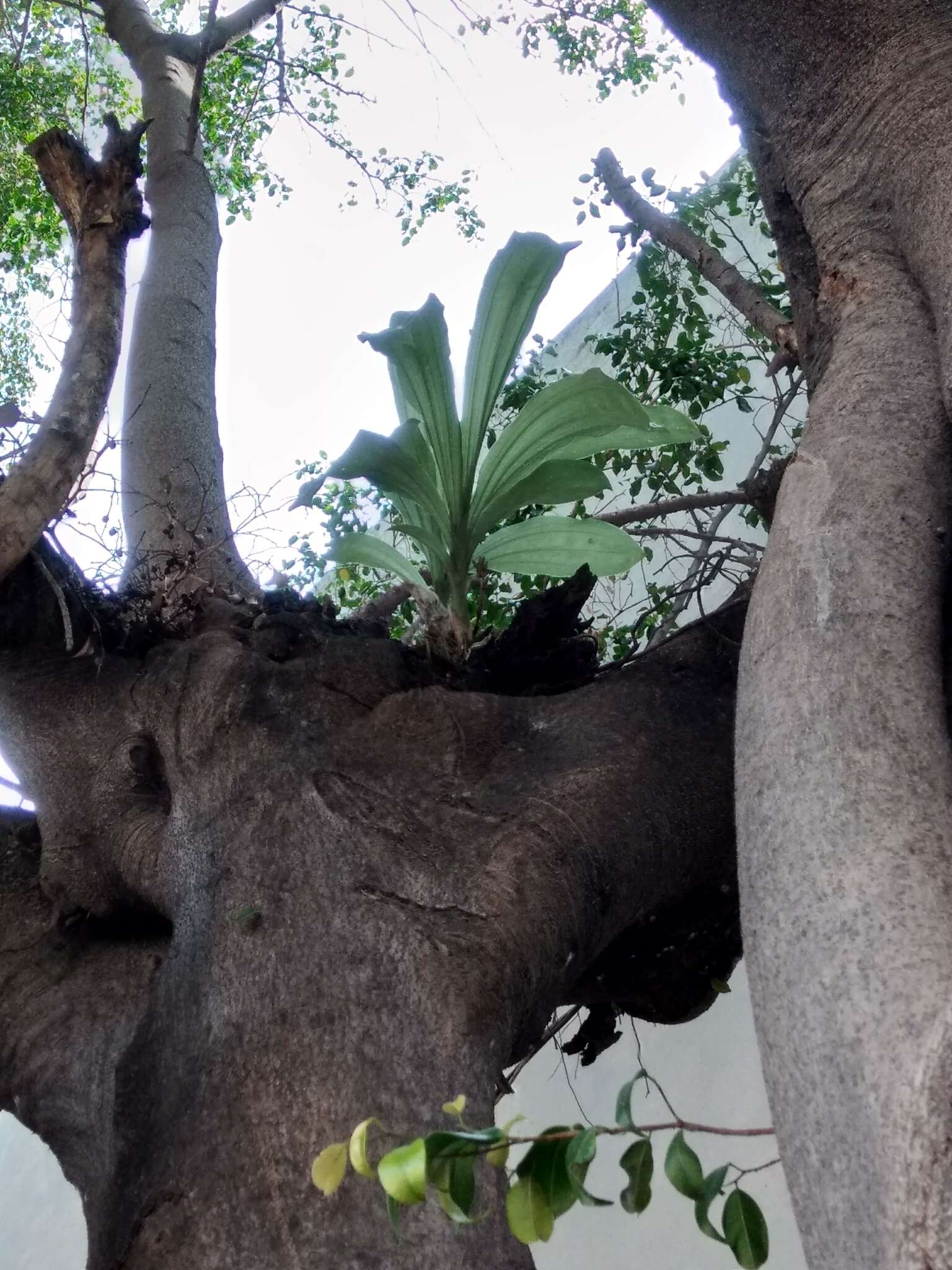 Image of Clowesia russelliana (Hook.) Dodson