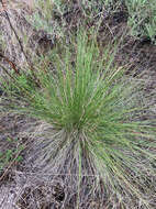 Imagem de Festuca campestris Rydb.