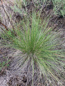 Image of rough fescue