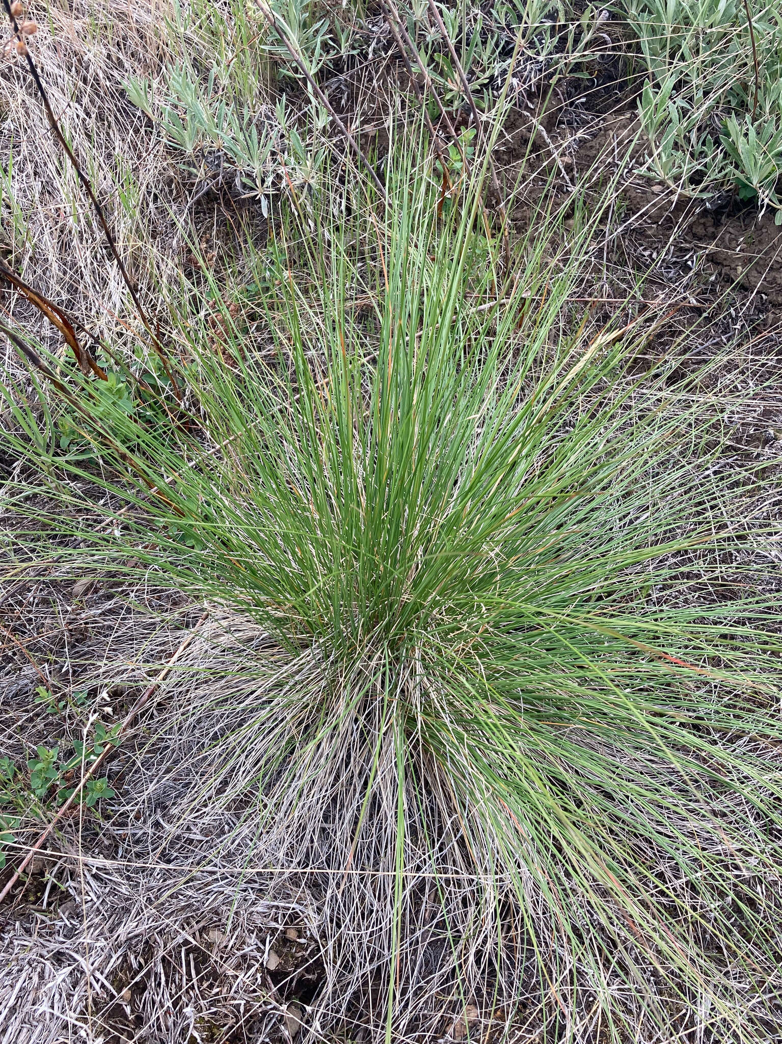 Imagem de Festuca campestris Rydb.