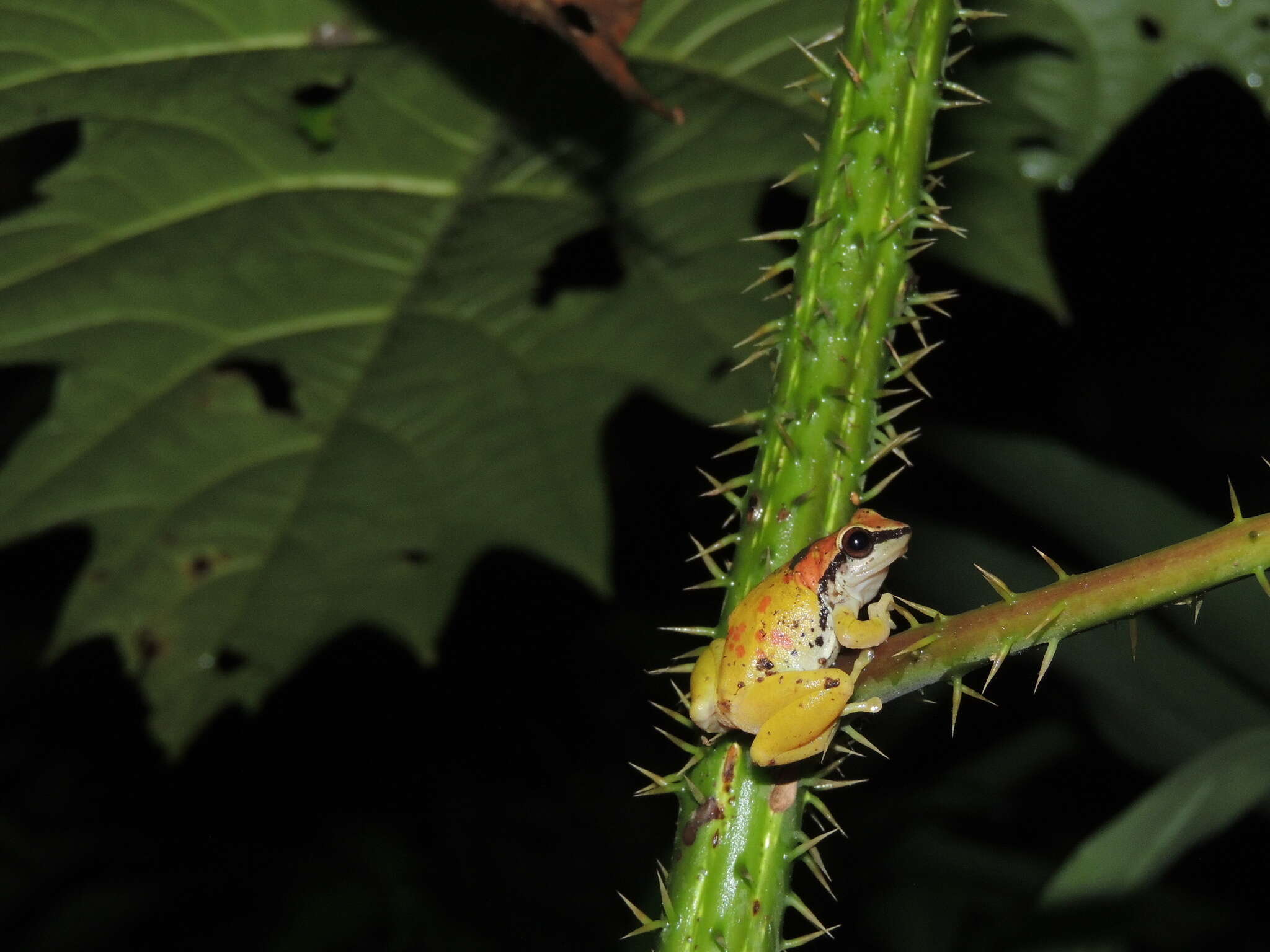 Image of Pristimantis omeviridis Ortega-Andrade, Rojas-Soto, Valencia, Espinosa de los Monteros, Morrone, Ron & Cannatella 2015