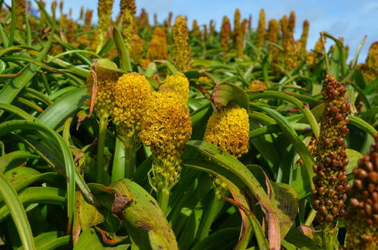 Image of Bulbinella rossii (Hook. fil.) Cheeseman