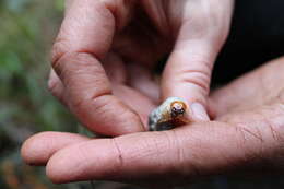 Image of Kauai Flightless Stag Beetle