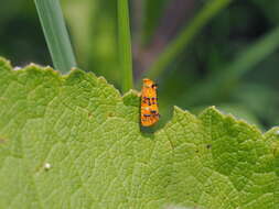 Слика од Commophila aeneana Hübner 1799