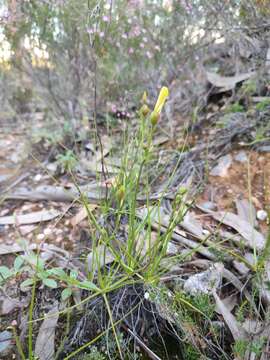 Image of Drosophyllaceae