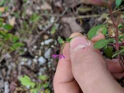 Image of blue waxweed