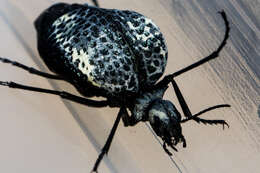 Image of Desert Spider Beetles