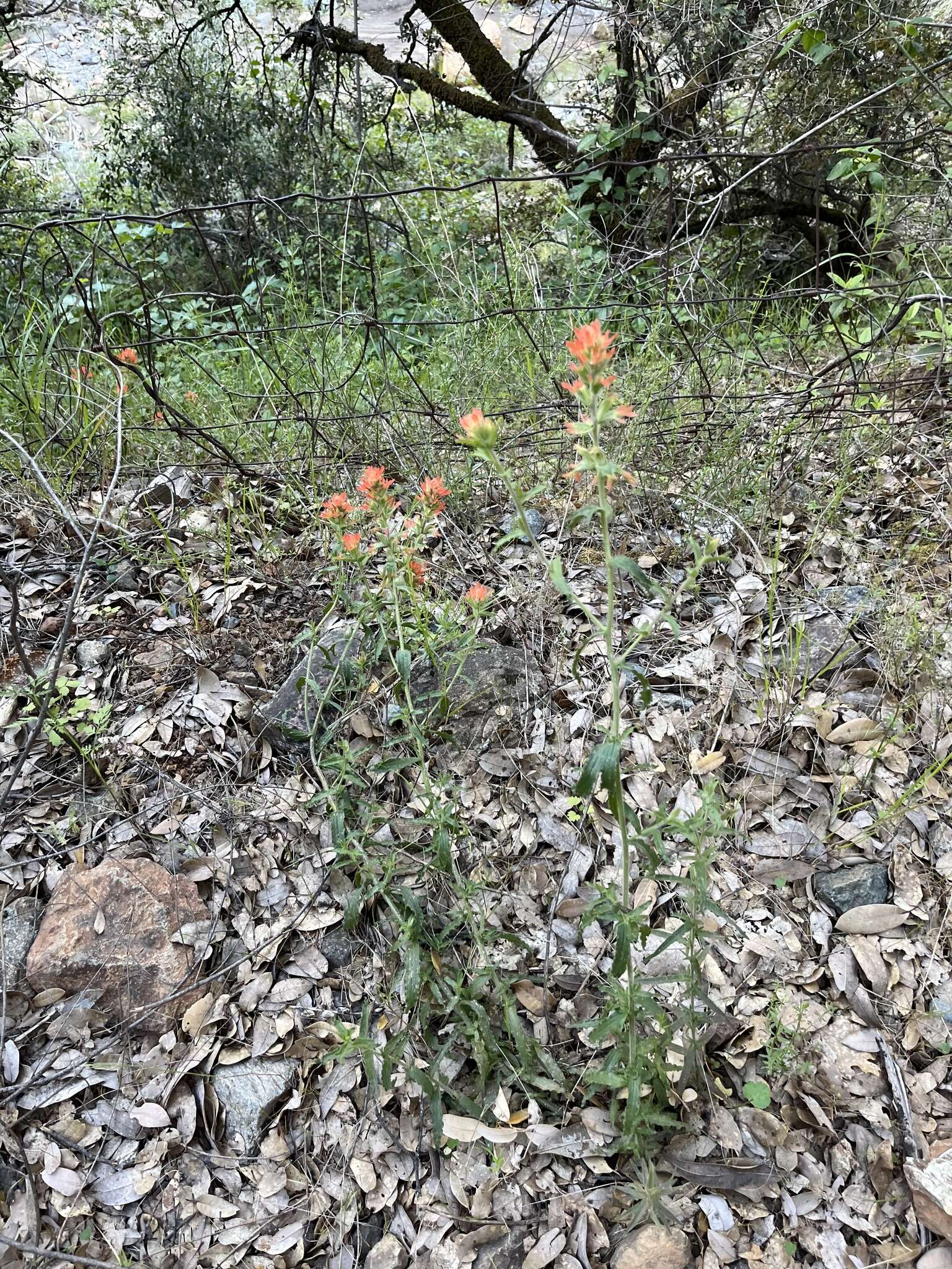 Слика од Castilleja pruinosa Fern.