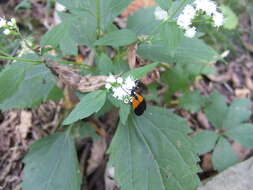 Image of Black-and-yellow Lichen Moth