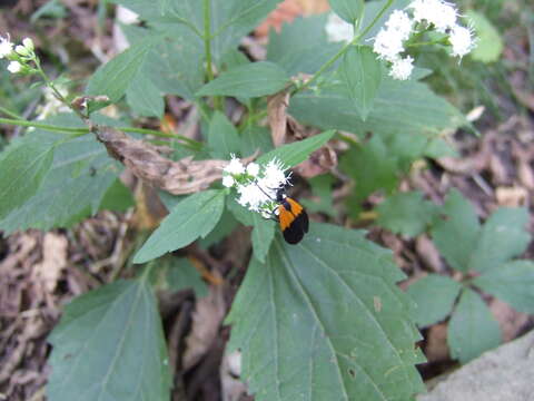 Image of Black-and-yellow Lichen Moth