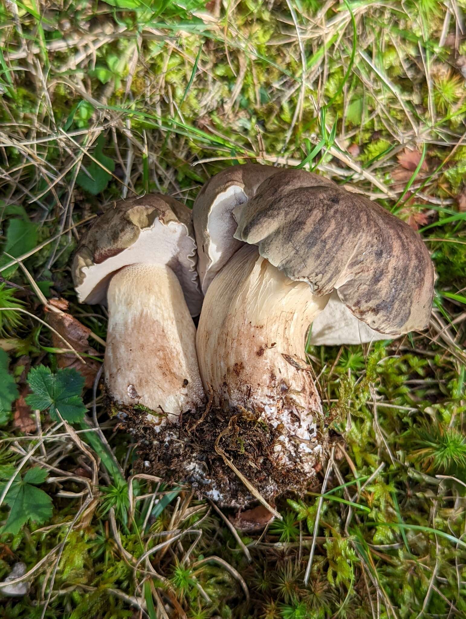 Image of Tylopilus variobrunneus Roody, A. R. Bessette & Bessette 1998