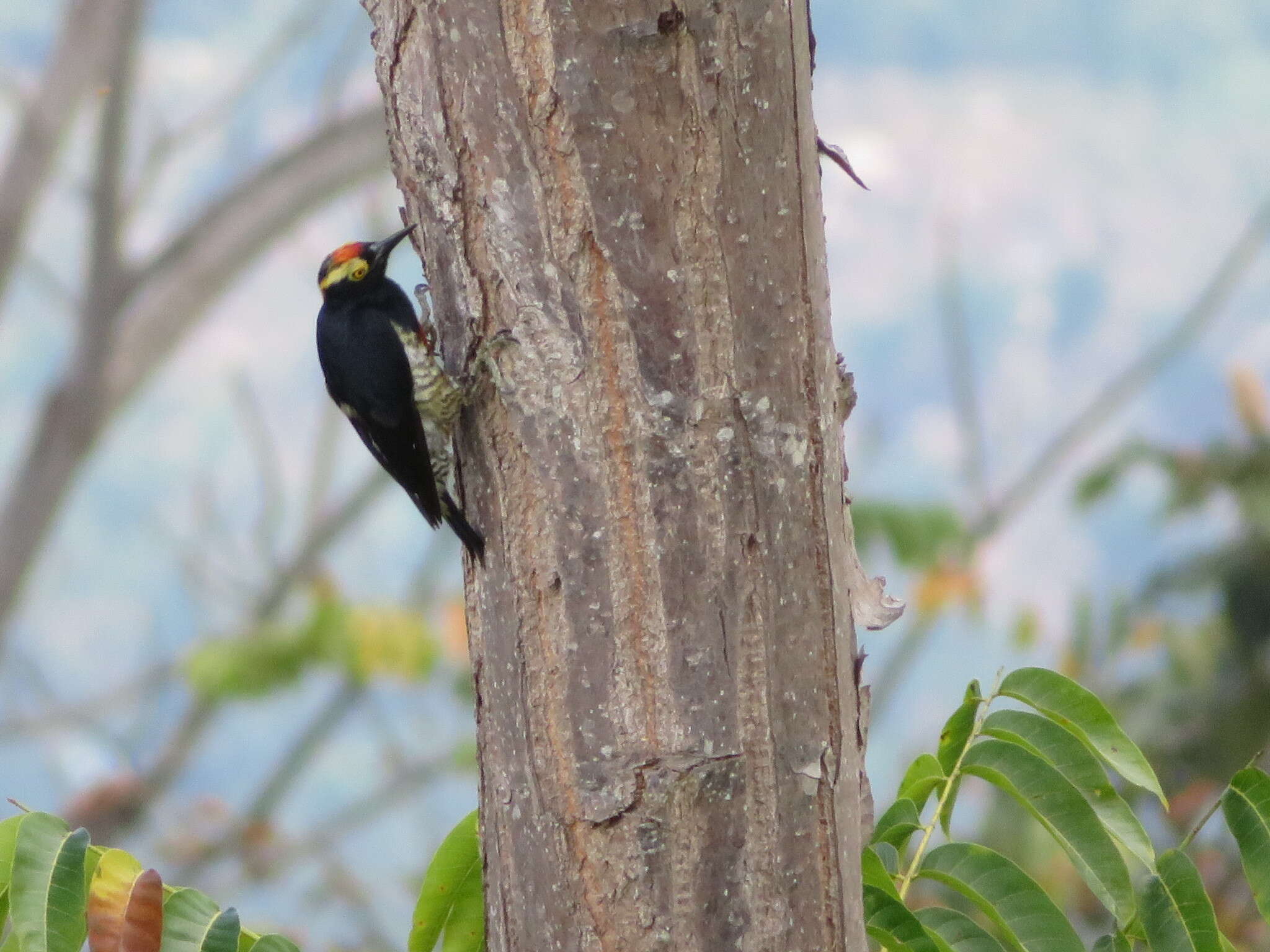 Image of Tellow-tufted Woodpecker