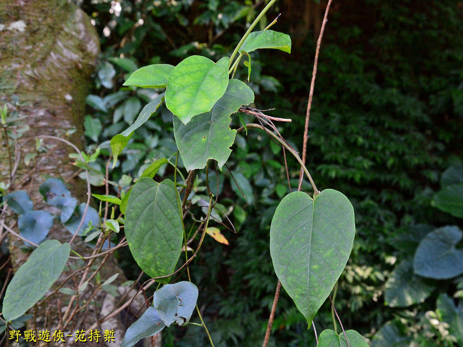 Image de Jasminanthes mucronata (Blanco) W. D. Stevens & P. T. Li