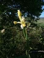 Image de Iris orientalis Mill.