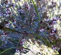 Plancia ëd Erica glabella subsp. laevis E. G. H. Oliver