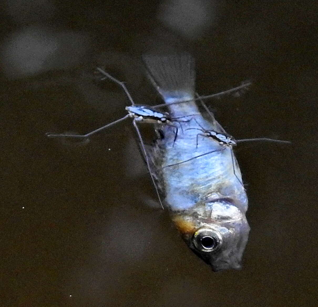 Image of Banded bream