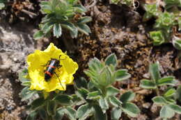 Image of Sibbaldia cuneifolia (Bertol.) Paule & Soják