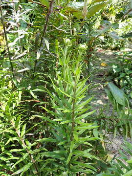 Image of Three-Leaf Gold-Back Fern