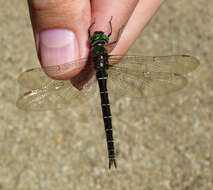 Image of Ringed Emerald