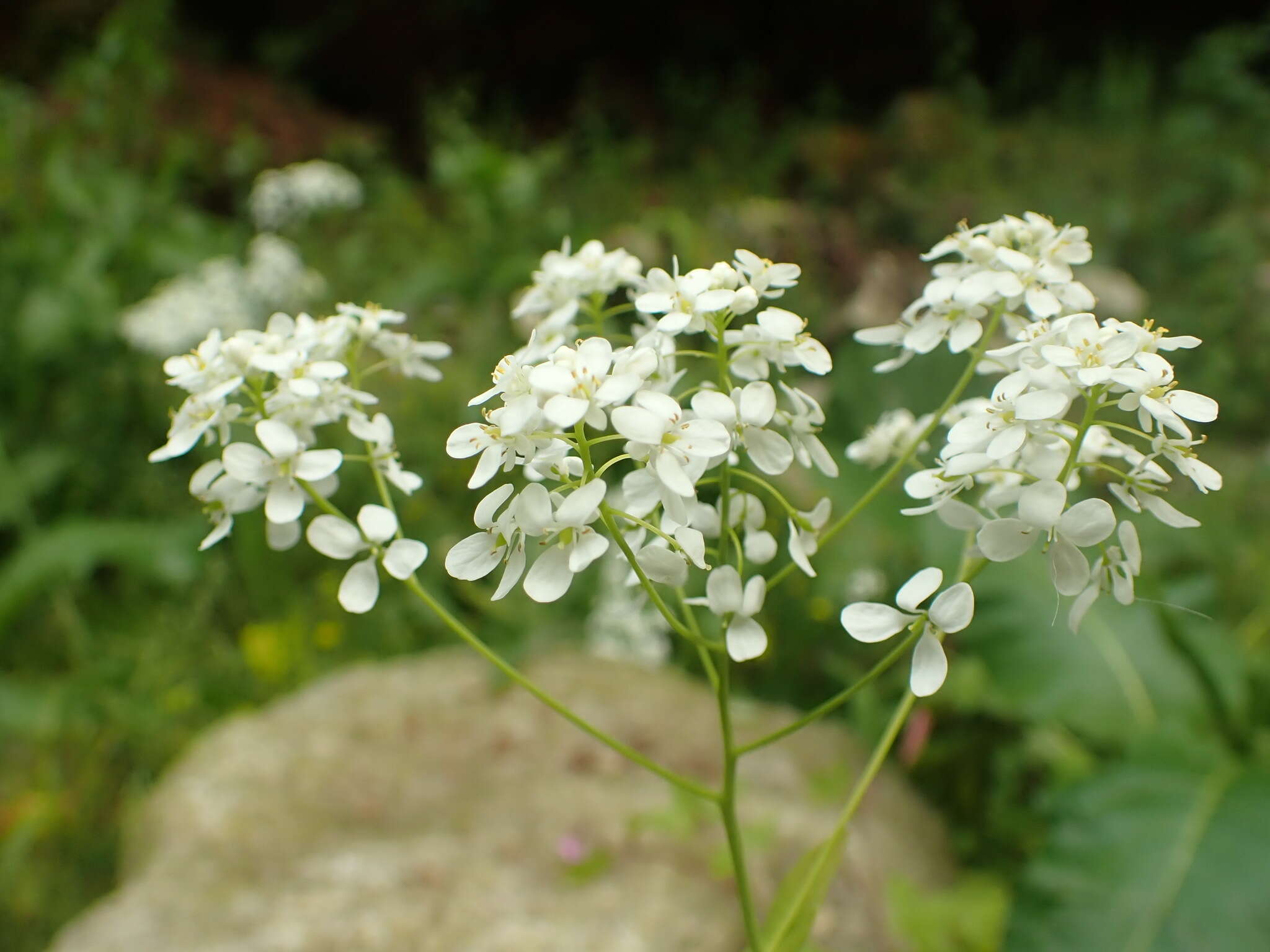 Imagem de Peltaria alliacea Jacq.