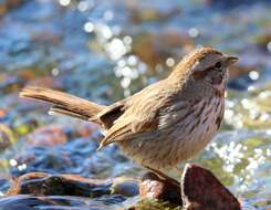Image of Desert Song Sparrow