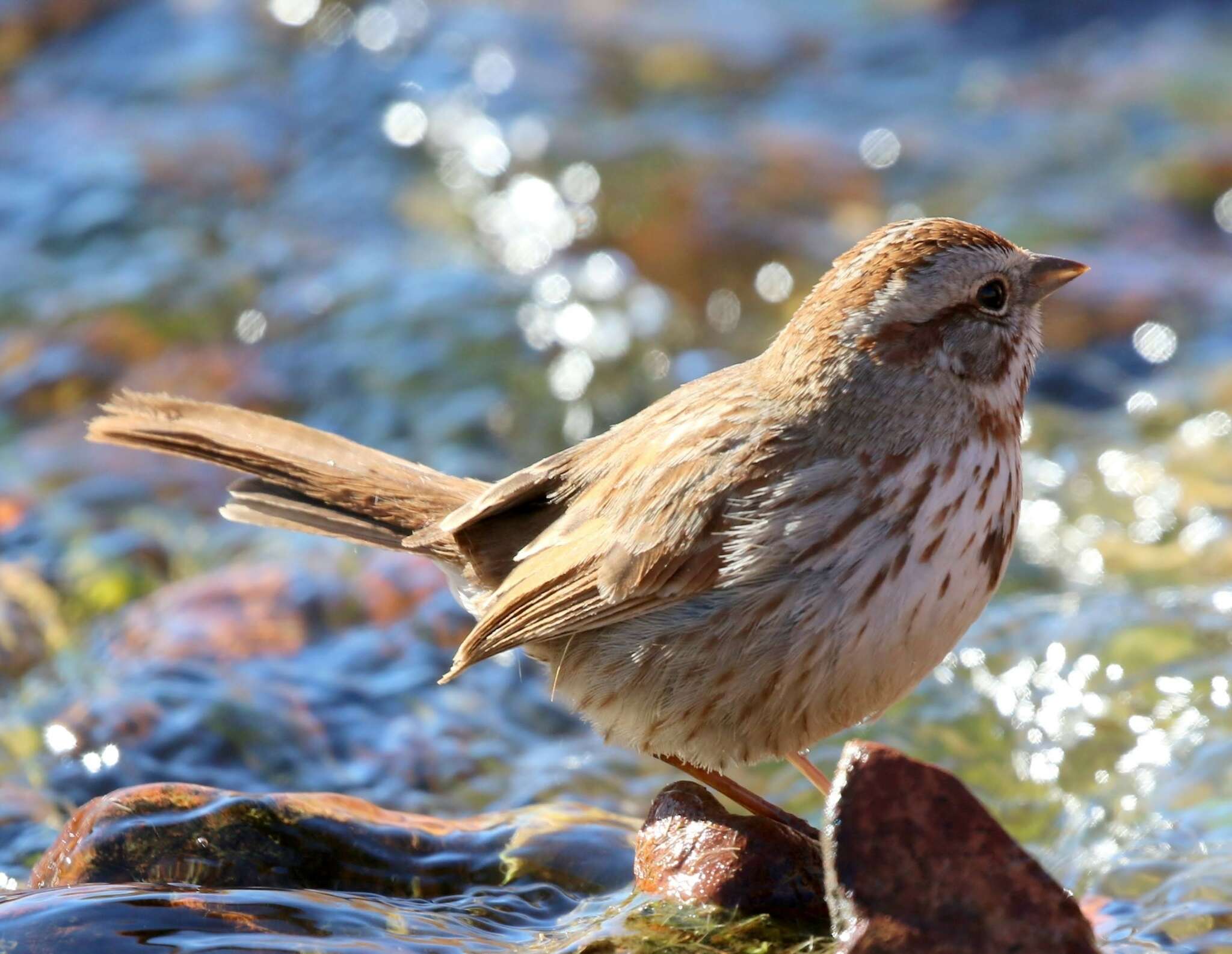 Image of Desert Song Sparrow