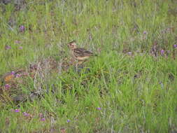 Image of Sykes's Lark