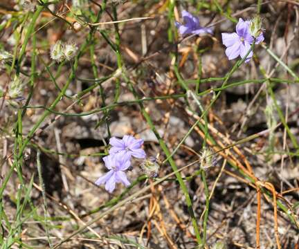 Image of Arnocrinum preisii Lehm.