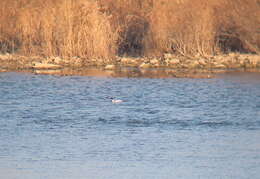 Image of Mergus merganser merganser Linnaeus 1758