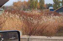 Imagem de Miscanthus sacchariflorus (Maxim.) Benth. & Hook. fil. ex Franch.