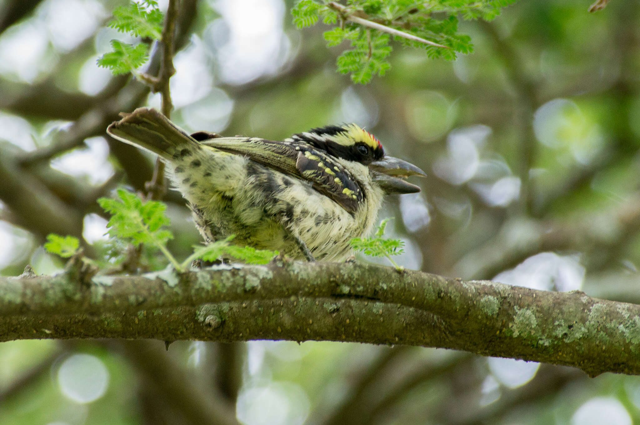 Tricholaema diademata (Heuglin 1861)的圖片