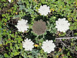 Слика од Daucus carota subsp. halophilus (Brot.) A. Pujadas