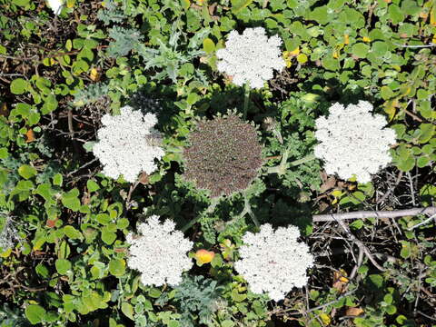 Image of Daucus carota subsp. halophilus (Brot.) A. Pujadas