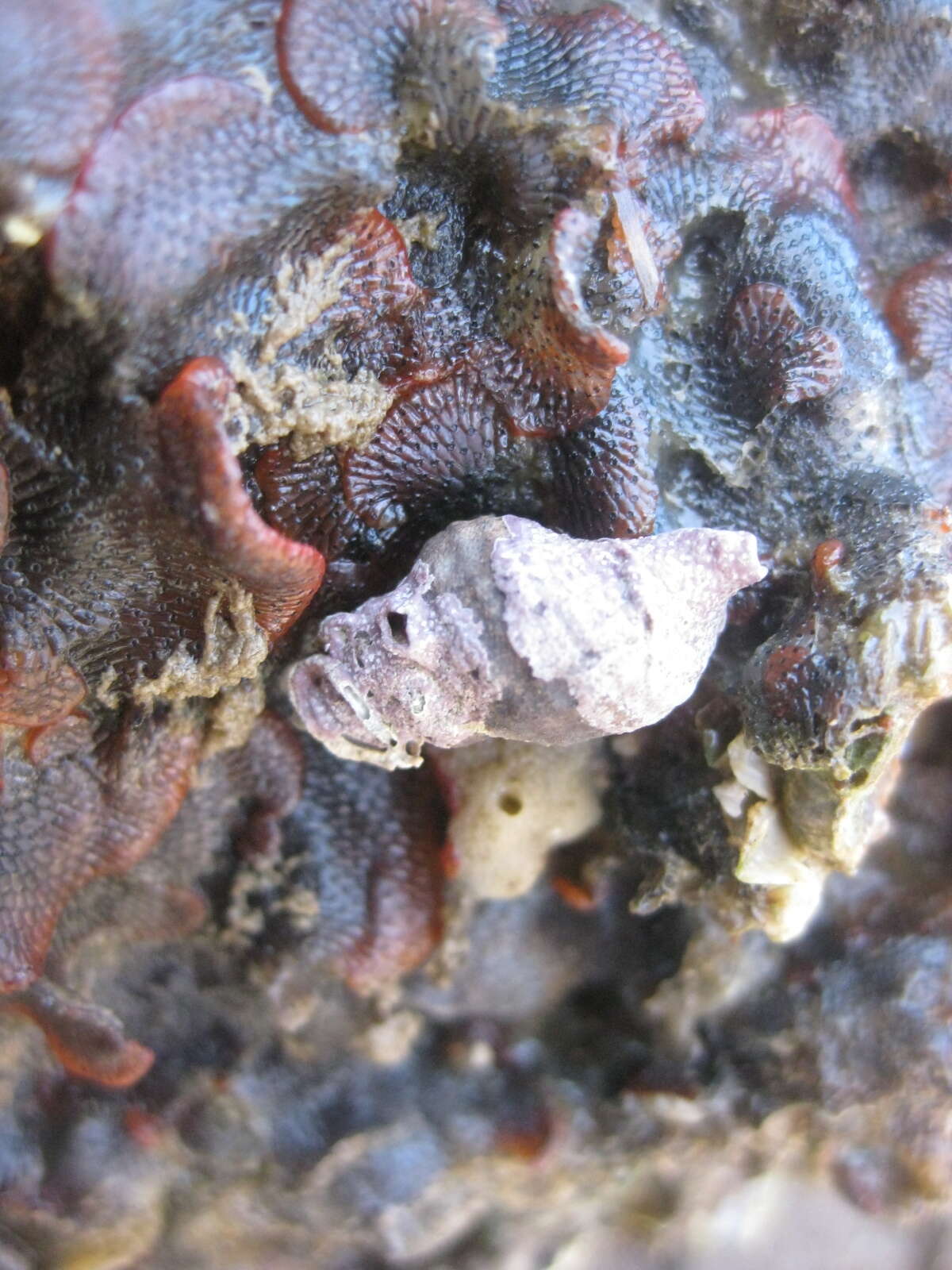 Image of Red ripple bryozoan