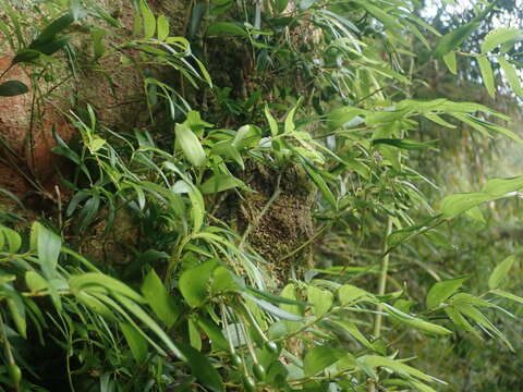 Image of Luzuriaga radicans Ruiz & Pav.