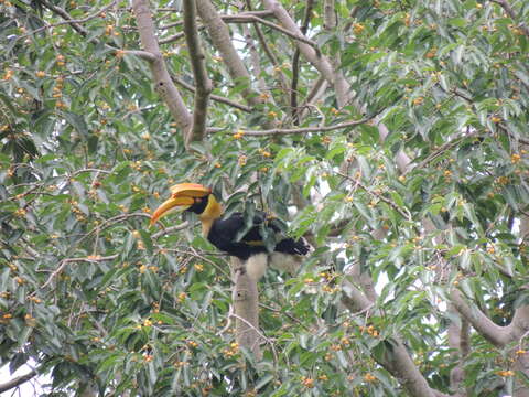 Image of Great Indian Hornbill