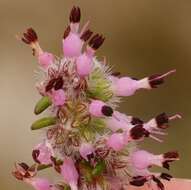 Image of Erica paucifolia subsp. paucifolia