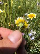 Слика од Layia chrysanthemoides (DC.) A. Gray