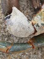 Image of an encrusting bryozoan