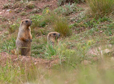 Image de Marmota baibacina Kastschenko 1899