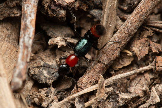 Image of Paederus cruenticollis Germar 1848