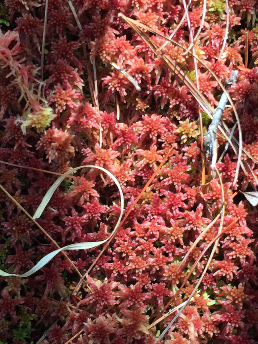 Sphagnum bartlettianum Warnstorf 1911的圖片