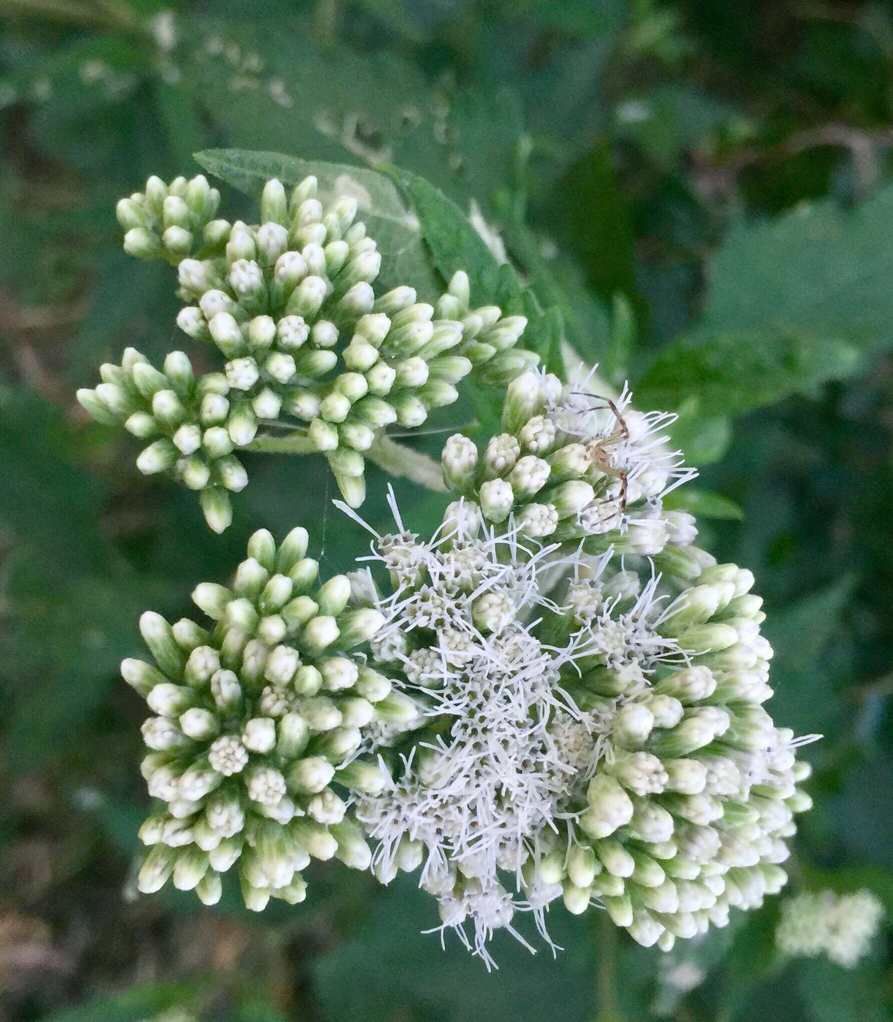 Austroeupatorium inulifolium (Kunth) R. King & H. Rob.的圖片