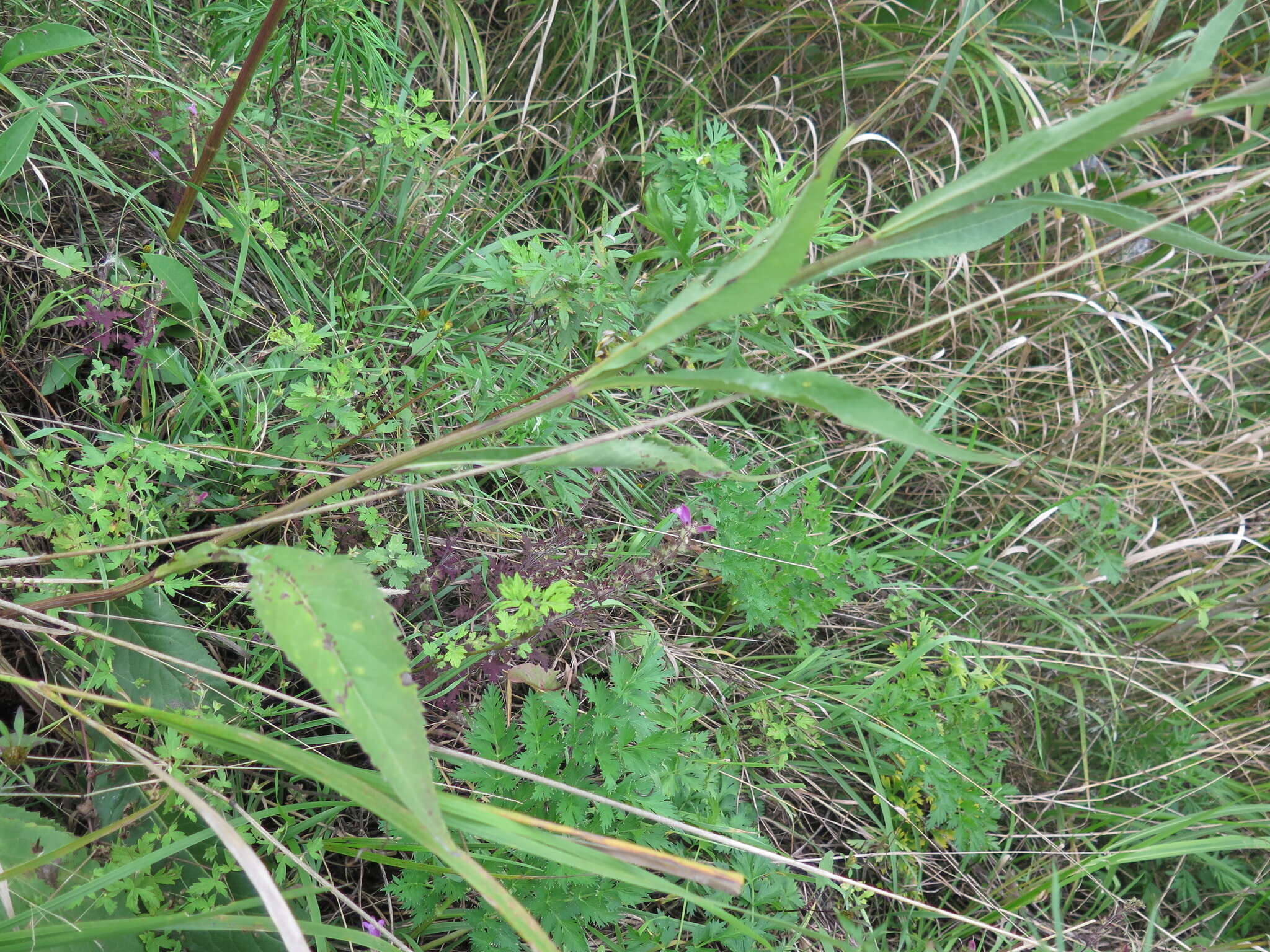 Image of Tatarian aster